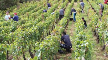 L'âme du vin documentaire