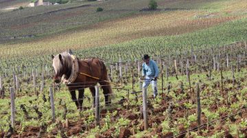 L'âme du vin documentaire