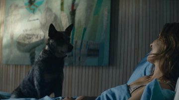 Photo Los Perros 3