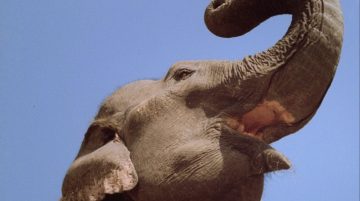 TUSK